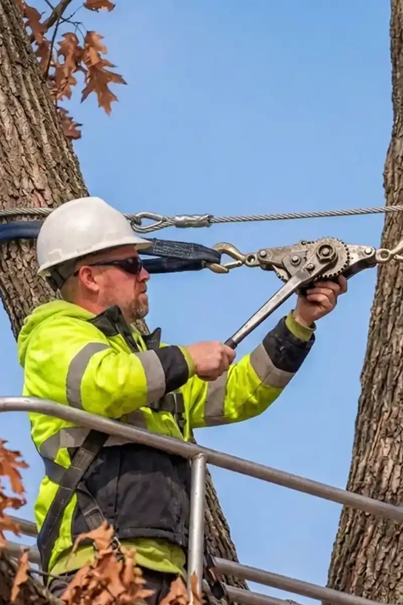 G2 Tree Services - arborist applying cabling and bracing to tree 2