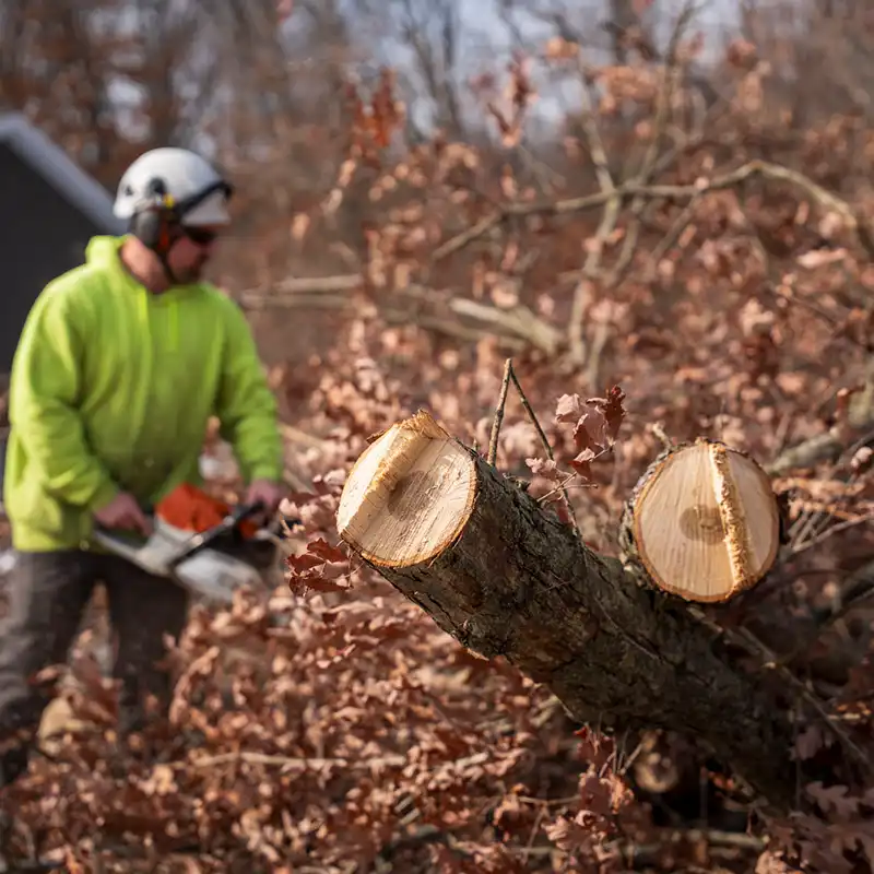 G2-Tree-Services-arborist-cutting-tree-limbs-on-ground