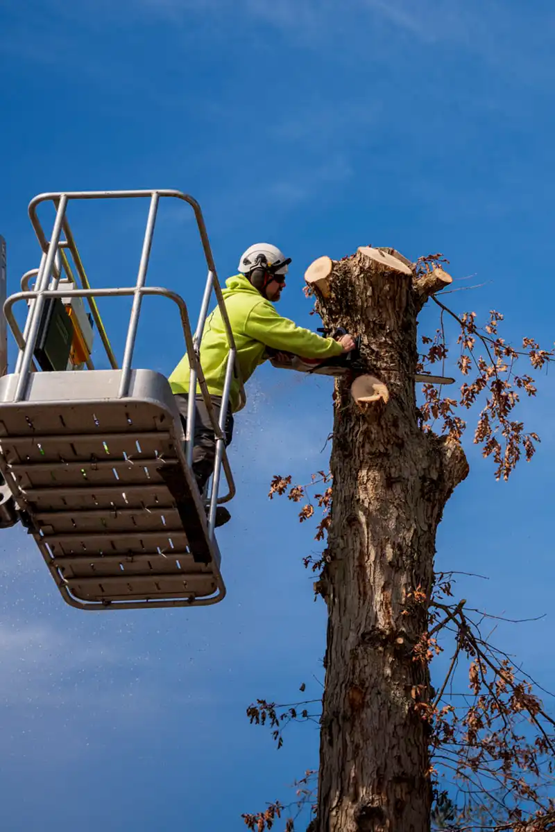 G2 Tree Services - arborist topping off tree from man lift basket 2