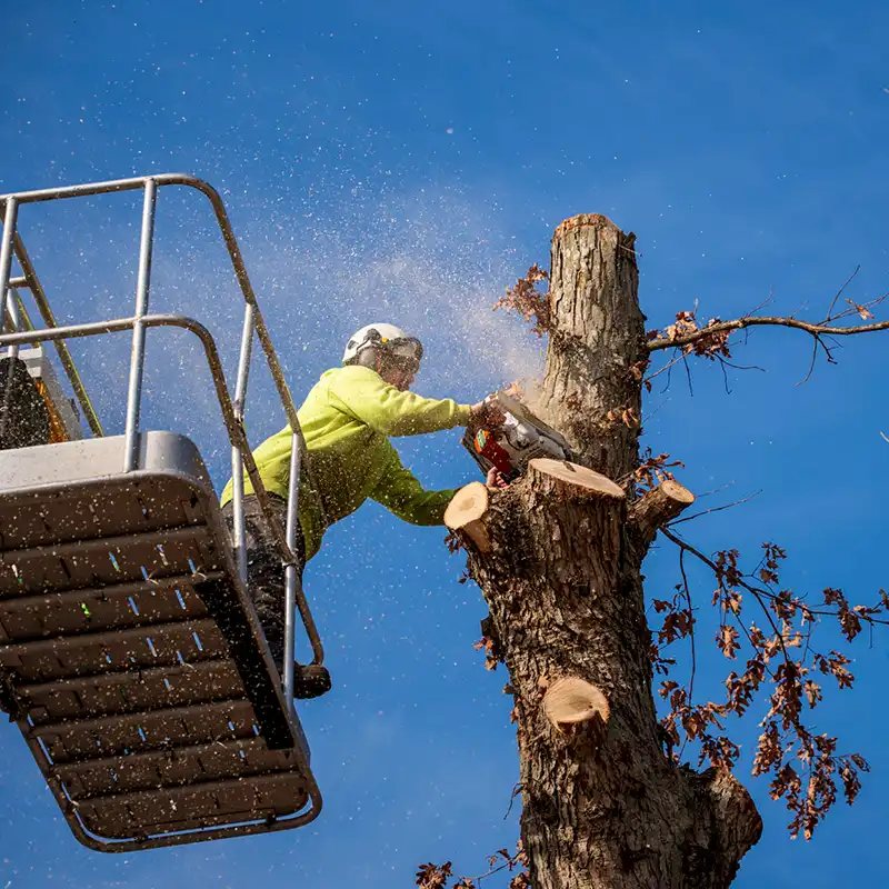 G2 Tree Services - arborist topping off tree from man lift basket