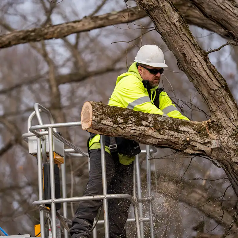 G2-Tree-Services-arborist-trimming-tree-limbs-from-man-lift-basket