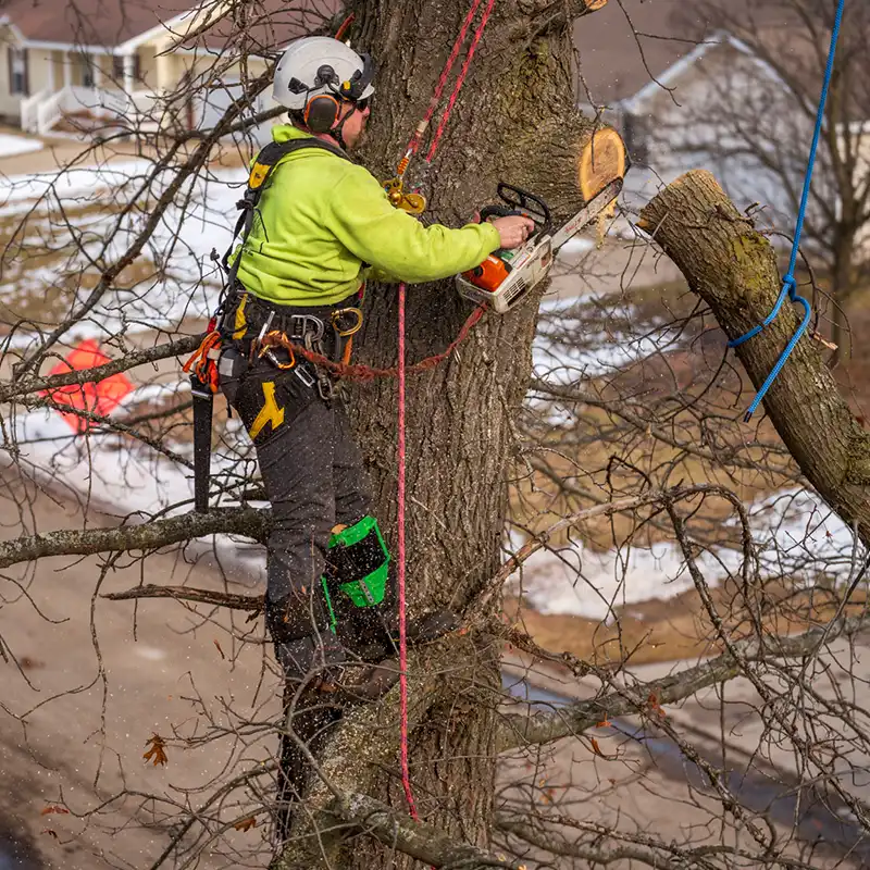 G2 Tree Services - arborist trimming tree limbs with climbing equipment