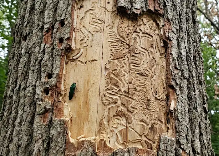 bark missing from emerald ash borer tree damage