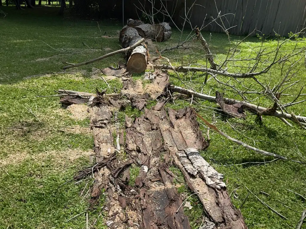 Dead Tree Removal - Residential - Rockford, MI - DURING