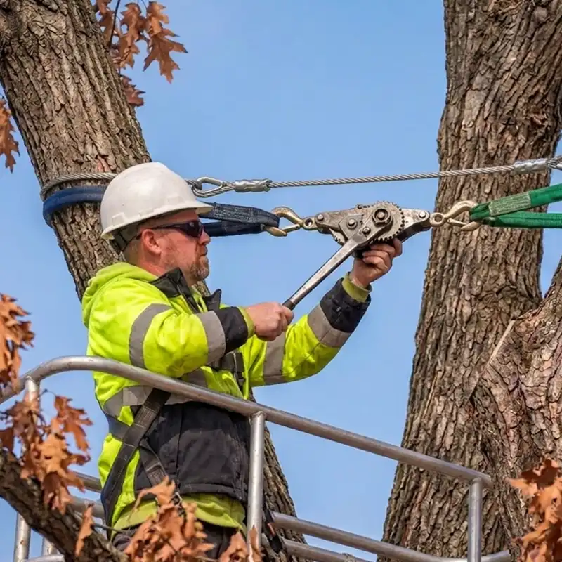 G2 Tree Services - arborist applying cabling and bracing to tree 1 G2 Tree Services - arborist applying cabling and bracing to tree