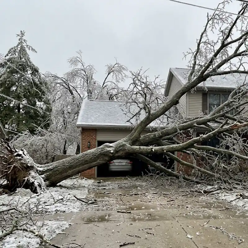 Ice Storm Tree Fallen Across Driveway 800 x 800 Ice Storm Tree Fallen Across Driveway