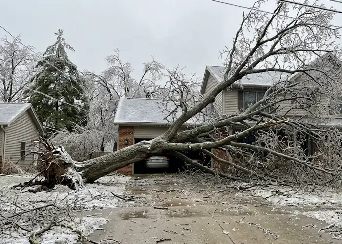Ice Storm Tree Fallen Across Driveway