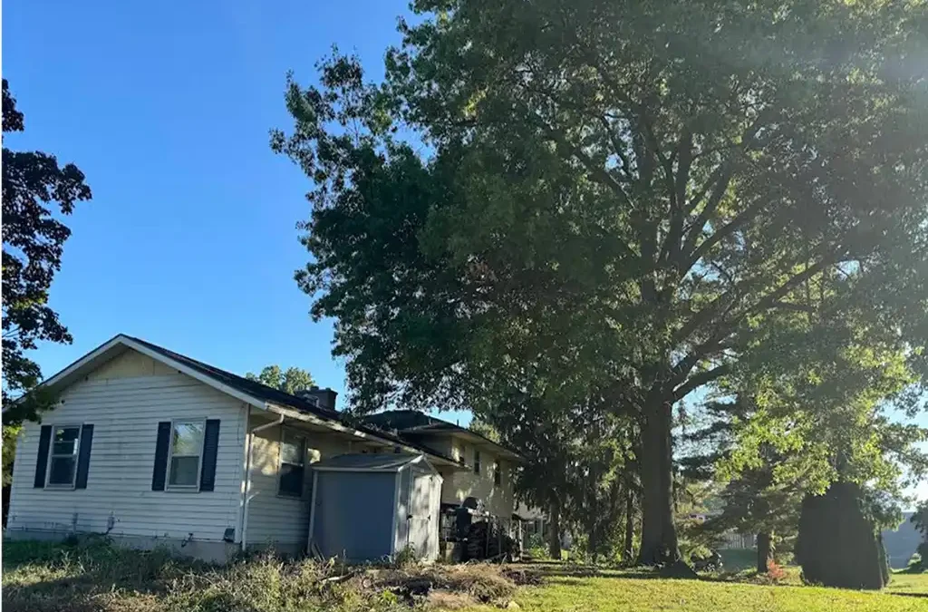 Large Oak & Spruce Tree Removal in Grand Rapids, MI