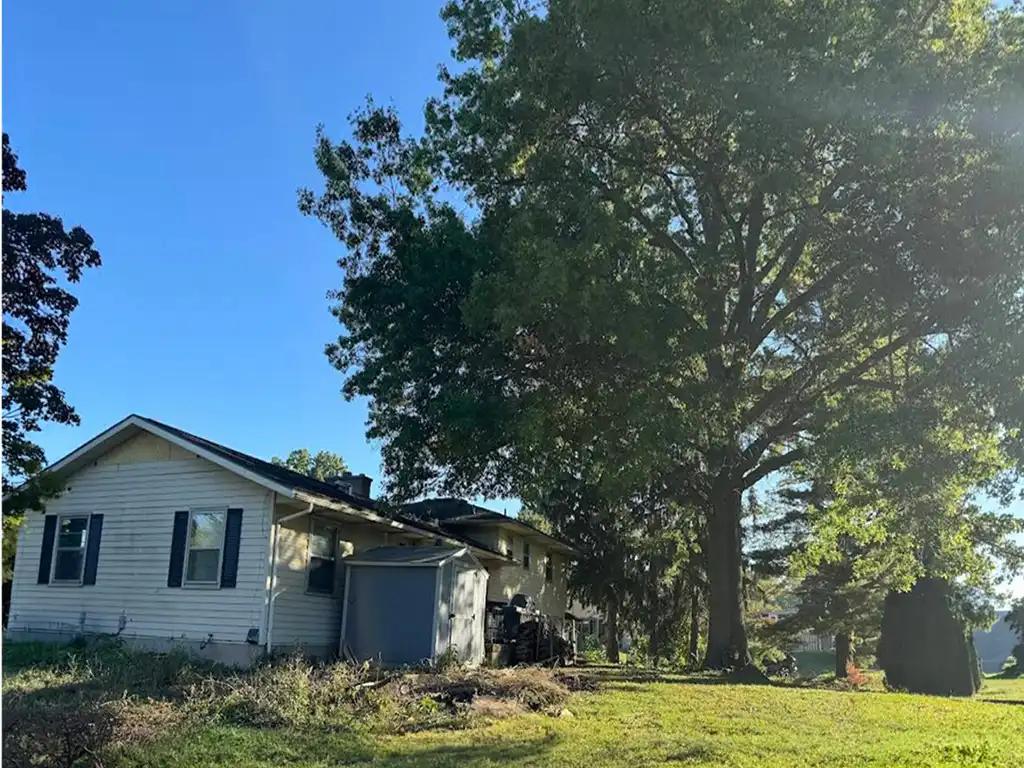 Large Oak Tree Removal - Residential - Grand Rapids, MI - BEFORE