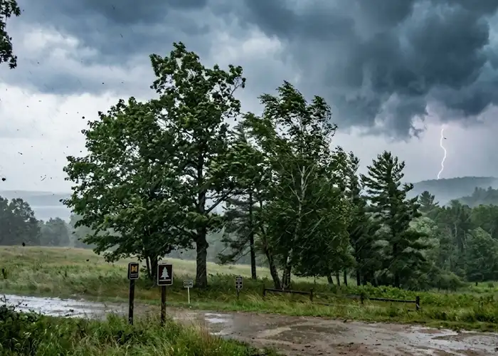 Summer thunderstorm in forest landscape