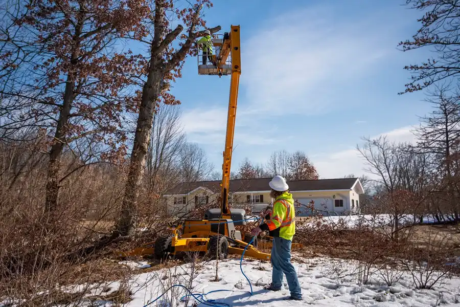 arborist in lift removing tree from front yard